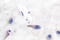Myristoylated Alanine Rich Protein Kinase C Substrate antibody, LS-C177702, Lifespan Biosciences, Immunohistochemistry frozen image 
