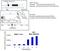 Lysine Acetyltransferase 5 antibody, MA1-71513, Invitrogen Antibodies, Chromatin Immunoprecipitation image 