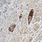 Protein C, Inactivator Of Coagulation Factors Va And VIIIa antibody, 250212, Abbiotec, Immunohistochemistry paraffin image 