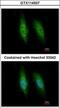 Kinesin Family Member C3 antibody, GTX114507, GeneTex, Immunofluorescence image 