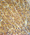 Ceruloplasmin antibody, LS-C166975, Lifespan Biosciences, Immunohistochemistry paraffin image 