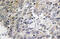 Complement C1q C Chain antibody, AP21152PU-N, Origene, Immunohistochemistry frozen image 