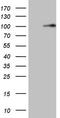 Metadherin antibody, LS-C339007, Lifespan Biosciences, Western Blot image 