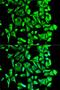 Heat Shock Protein 90 Alpha Family Class B Member 1 antibody, LS-C335129, Lifespan Biosciences, Immunofluorescence image 