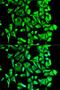 Heat Shock Protein 90 Alpha Family Class B Member 1 antibody, LS-C335129, Lifespan Biosciences, Immunofluorescence image 