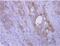 Collagen Type IV Alpha 3 Binding Protein antibody, NBP2-15942, Novus Biologicals, Immunohistochemistry frozen image 
