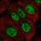 Zinc Finger GATA Like Protein 1 antibody, HPA049855, Atlas Antibodies, Immunofluorescence image 
