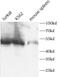 CD1d Molecule antibody, FNab10438, FineTest, Western Blot image 