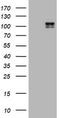 c-Kit antibody, LS-B10212, Lifespan Biosciences, Western Blot image 