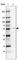 Ral GEF With PH Domain And SH3 Binding Motif 2 antibody, HPA028328, Atlas Antibodies, Western Blot image 