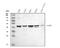 Absent In Melanoma 2 antibody, PB9683, Boster Biological Technology, Western Blot image 