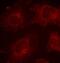 GRB2 Associated Binding Protein 1 antibody, GTX54165, GeneTex, Immunofluorescence image 