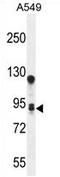 Transmembrane Protein 168 antibody, AP54274PU-N, Origene, Western Blot image 