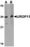 Amyloid Beta Precursor Protein Binding Family A Member 1 antibody, orb74994, Biorbyt, Western Blot image 