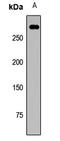 Mediator Of DNA Damage Checkpoint 1 antibody, LS-C668488, Lifespan Biosciences, Western Blot image 