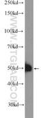 SAM Domain, SH3 Domain And Nuclear Localization Signals 1 antibody, 13063-1-AP, Proteintech Group, Western Blot image 