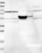 RuvB Like AAA ATPase 1 antibody, NBP1-84913, Novus Biologicals, Western Blot image 