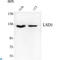 Lysine Demethylase 1A antibody, LS-C813043, Lifespan Biosciences, Western Blot image 