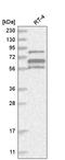 e3B1 antibody, HPA029973, Atlas Antibodies, Western Blot image 