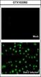 Dengue virus antibody, GTX103350, GeneTex, Immunofluorescence image 