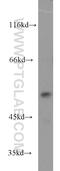 Dihydrouridine Synthase 1 Like antibody, 17253-1-AP, Proteintech Group, Western Blot image 