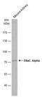 Sodium Channel Epithelial 1 Alpha Subunit antibody, NBP2-16353, Novus Biologicals, Western Blot image 