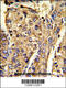 Heterogeneous Nuclear Ribonucleoprotein L antibody, 61-620, ProSci, Immunofluorescence image 