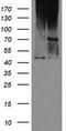 Uncharacterized protein C1orf161 homolog antibody, CF502507, Origene, Western Blot image 