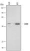 CREB Binding Protein antibody, MAB5435, R&D Systems, Western Blot image 