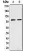 Anaphase Promoting Complex Subunit 5 antibody, orb215176, Biorbyt, Western Blot image 