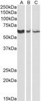 hRap1 antibody, NB100-56526, Novus Biologicals, Western Blot image 