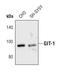 GIT ArfGAP 1 antibody, PA5-17246, Invitrogen Antibodies, Western Blot image 