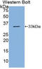 Nucleoporin 88 antibody, LS-C295699, Lifespan Biosciences, Western Blot image 