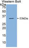 88 kDa nucleoporin antibody, LS-C295699, Lifespan Biosciences, Western Blot image 