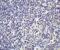IL-17 antibody, 4887, ProSci, Immunohistochemistry paraffin image 