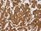 Delta Like Canonical Notch Ligand 4 antibody, LS-B15430, Lifespan Biosciences, Immunohistochemistry frozen image 