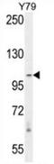 RAS Protein Activator Like 3 antibody, AP53586PU-N, Origene, Western Blot image 