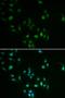Zinc Finger And BTB Domain Containing 7B antibody, orb324428, Biorbyt, Immunofluorescence image 