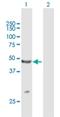 Tripartite Motif Containing 14 antibody, H00009830-B01P, Novus Biologicals, Western Blot image 