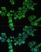 Fibronectin 1 antibody, 16-709, ProSci, Immunofluorescence image 