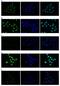 Histone Cluster 4 H4 antibody, PA5-40083, Invitrogen Antibodies, Immunofluorescence image 