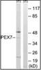 Peroxisomal Biogenesis Factor 7 antibody, orb96603, Biorbyt, Western Blot image 