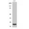 Lymphotoxin Alpha antibody, LS-C386468, Lifespan Biosciences, Western Blot image 