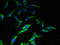 Peroxisomal Biogenesis Factor 11 Beta antibody, orb356035, Biorbyt, Immunocytochemistry image 