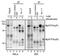 Activating Transcription Factor 6 antibody, GTX00687, GeneTex, Immunoprecipitation image 