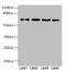 Zinc Finger Protein 324 antibody, LS-C676752, Lifespan Biosciences, Western Blot image 