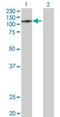 Zinc Finger With KRAB And SCAN Domains 5 antibody, H00023660-B01P, Novus Biologicals, Western Blot image 