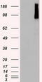 B-Raf Proto-Oncogene, Serine/Threonine Kinase antibody, LS-C784252, Lifespan Biosciences, Western Blot image 