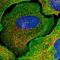 Neural Cell Adhesion Molecule 1 antibody, HPA039835, Atlas Antibodies, Immunofluorescence image 
