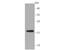 S-Phase Kinase Associated Protein 1 antibody, NBP2-67147, Novus Biologicals, Western Blot image 